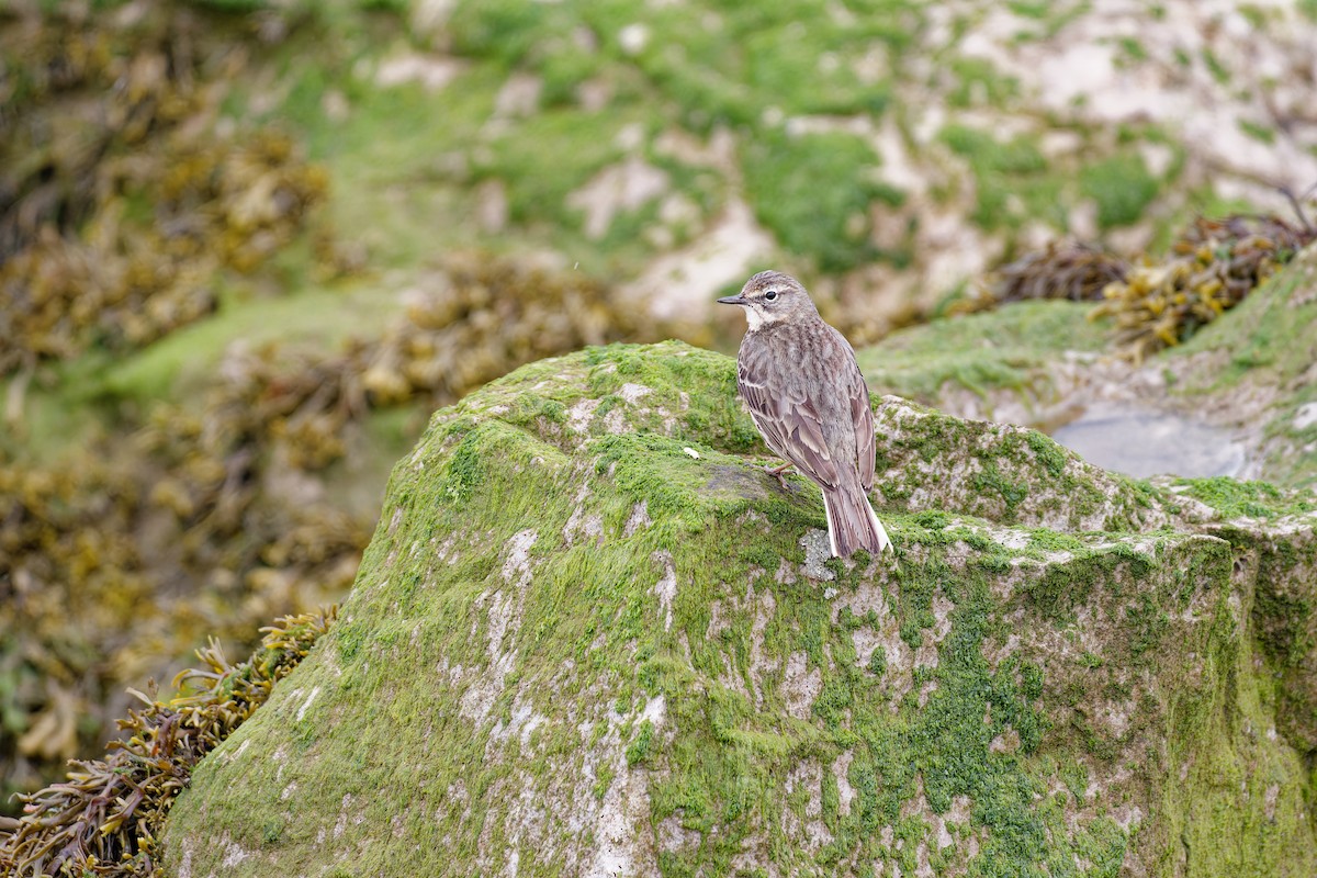 Rock Pipit - ML619360335