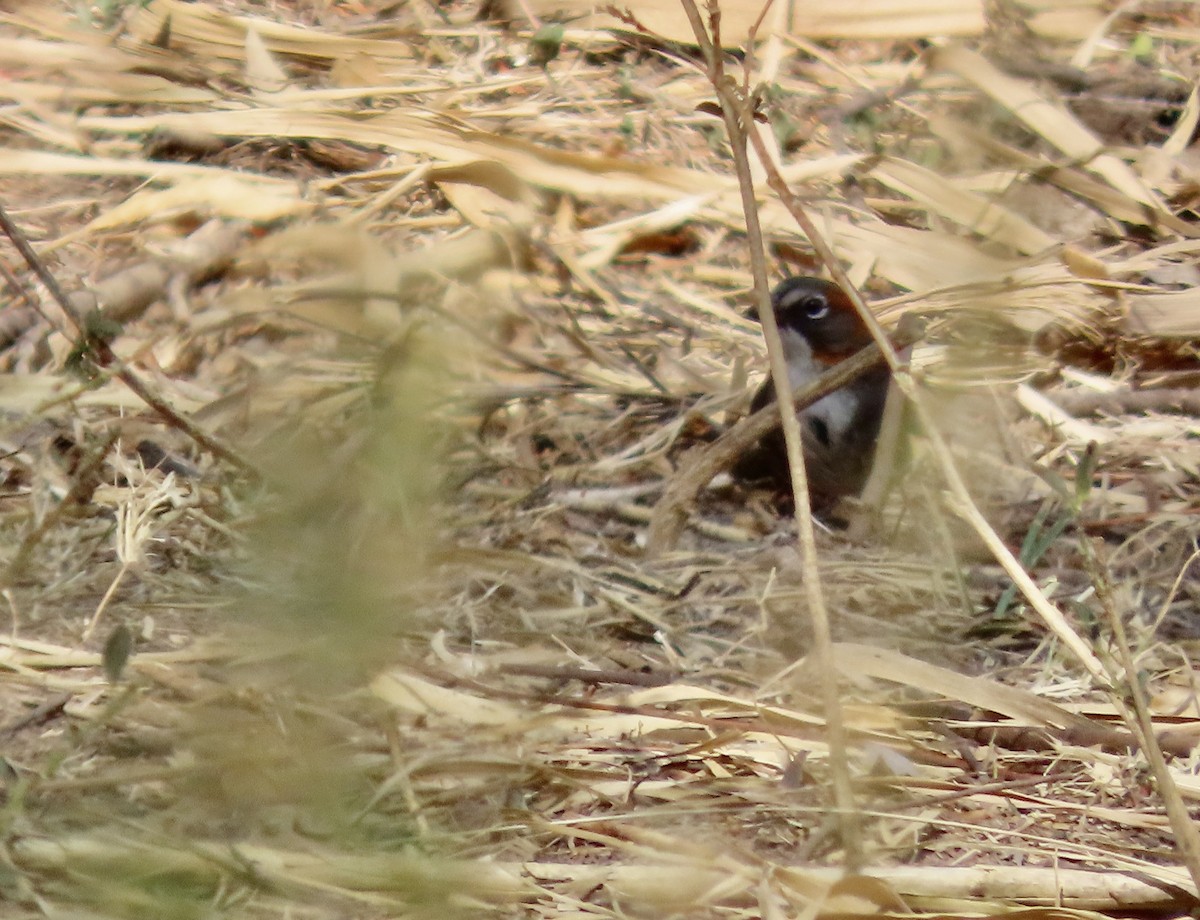 Rusty-crowned Ground-Sparrow - Roy Howard