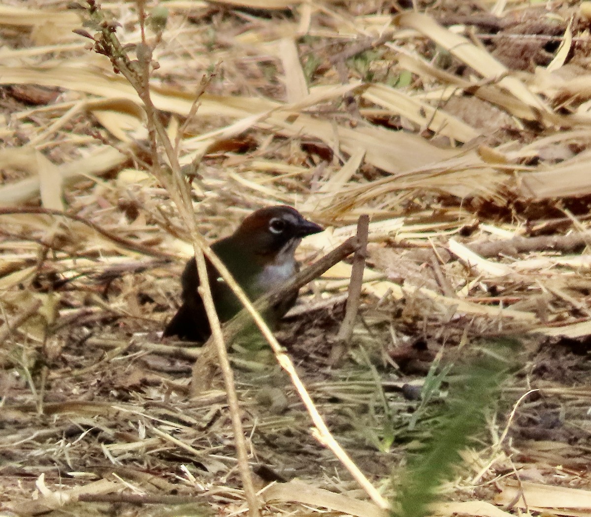 Rusty-crowned Ground-Sparrow - Roy Howard