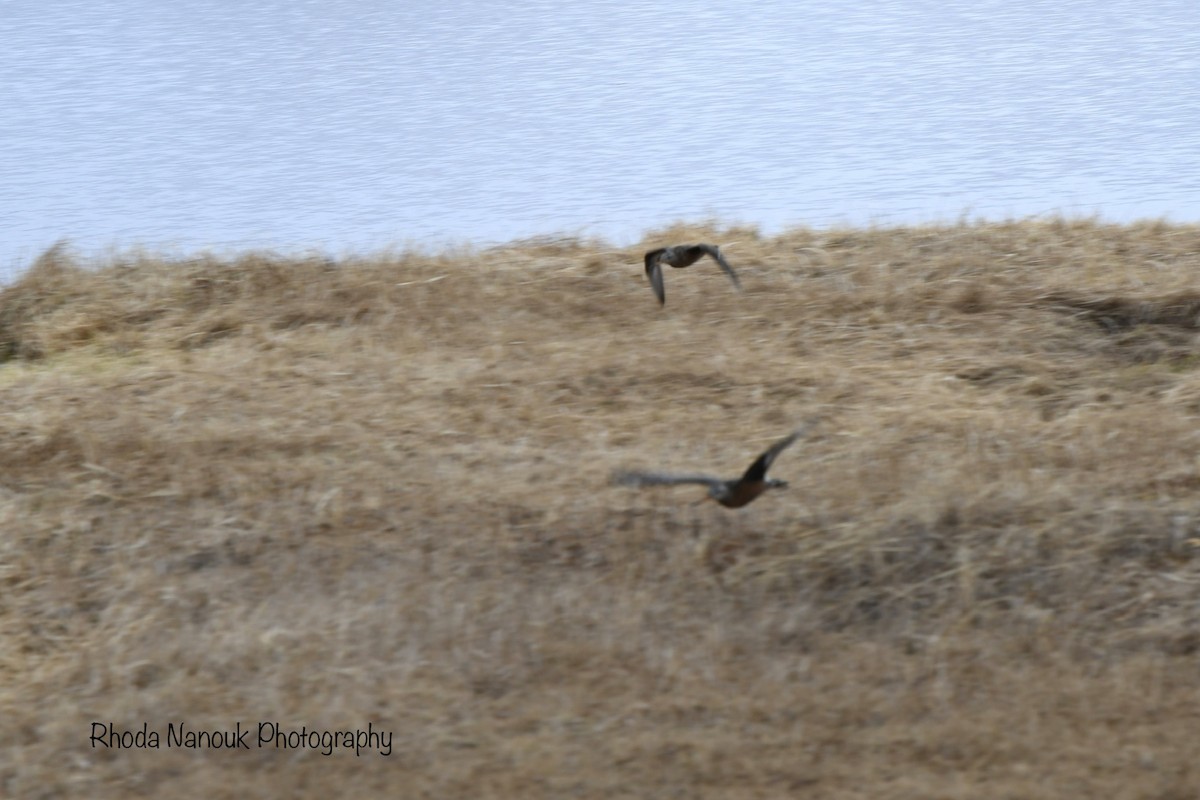 Hudsonian Godwit - Rhoda Nanouk