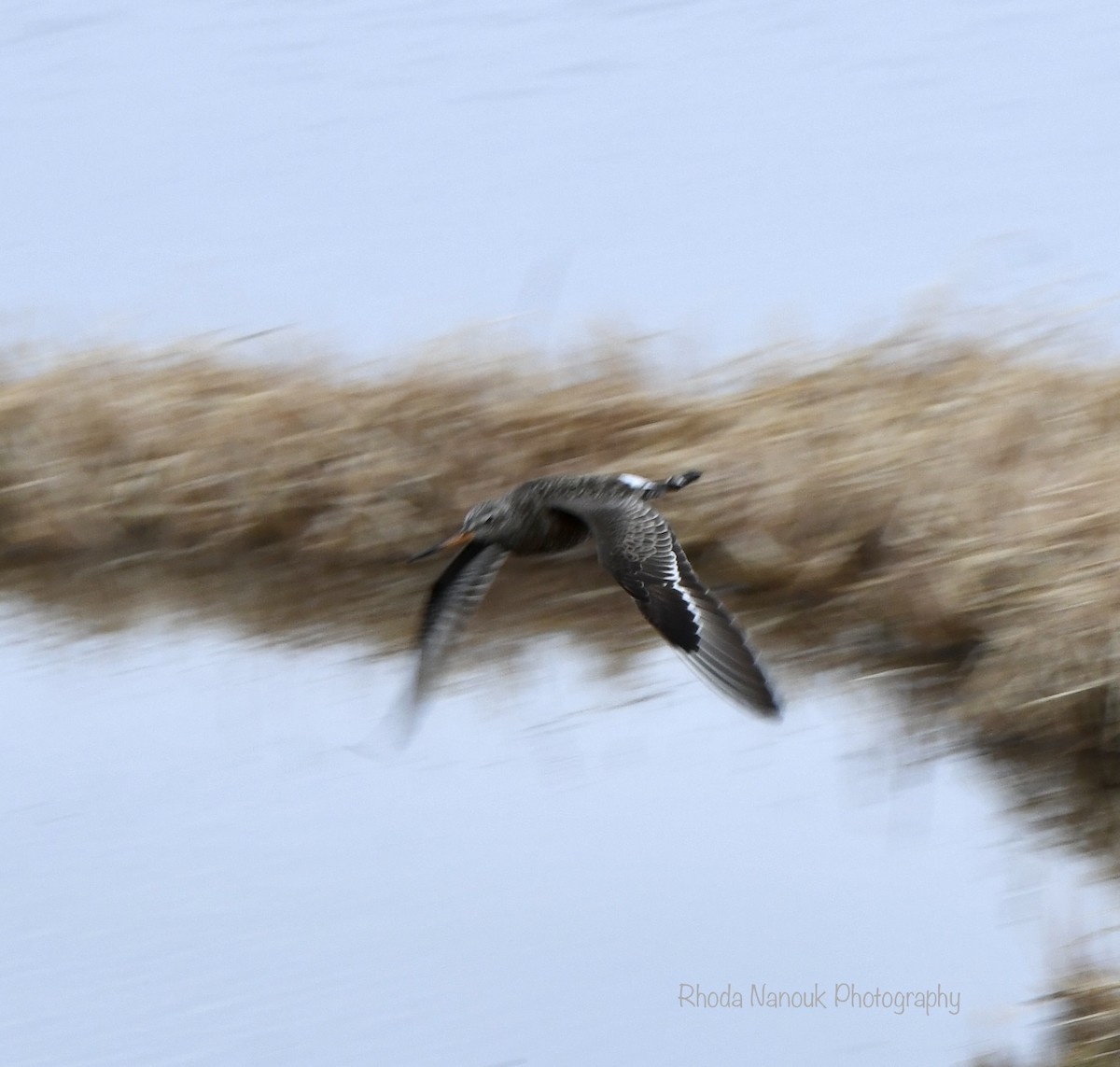 Hudsonian Godwit - Rhoda Nanouk