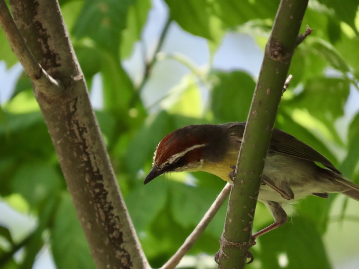 Rufous-capped Warbler - Roy Howard