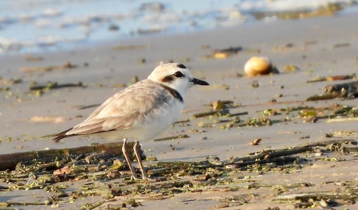 Snowy Plover - ML619360363