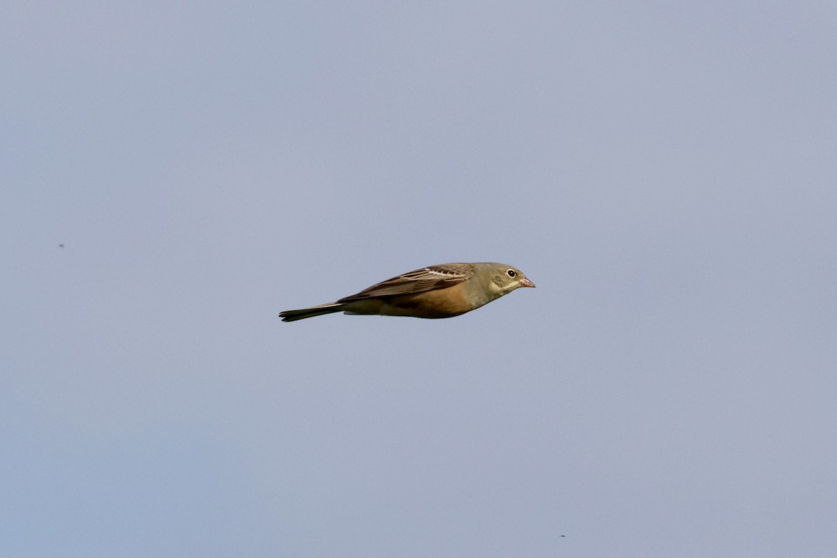 Ortolan Bunting - Daniel Bocheński