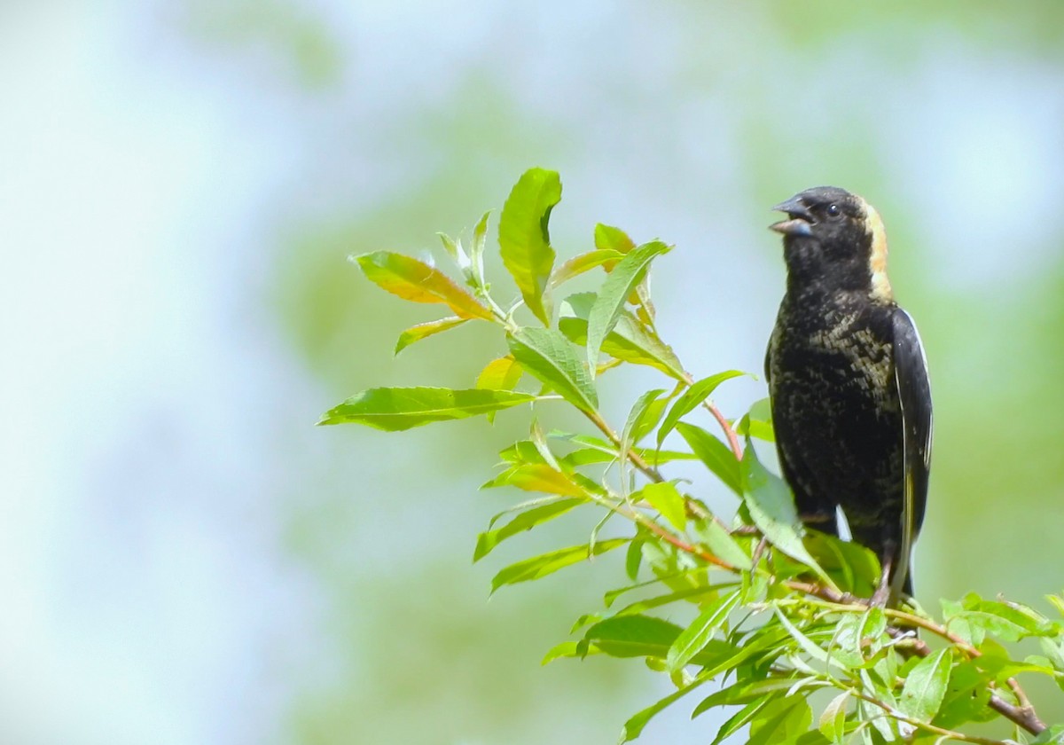 Bobolink - Anonymous