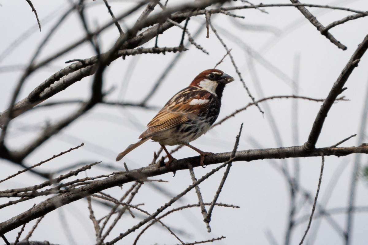 Spanish Sparrow - Neil Broekhuizen