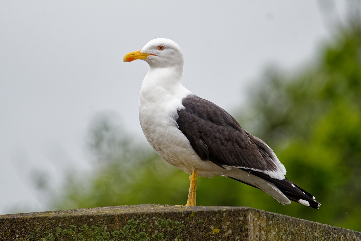 Lesser Black-backed Gull - Oliver Hicklin