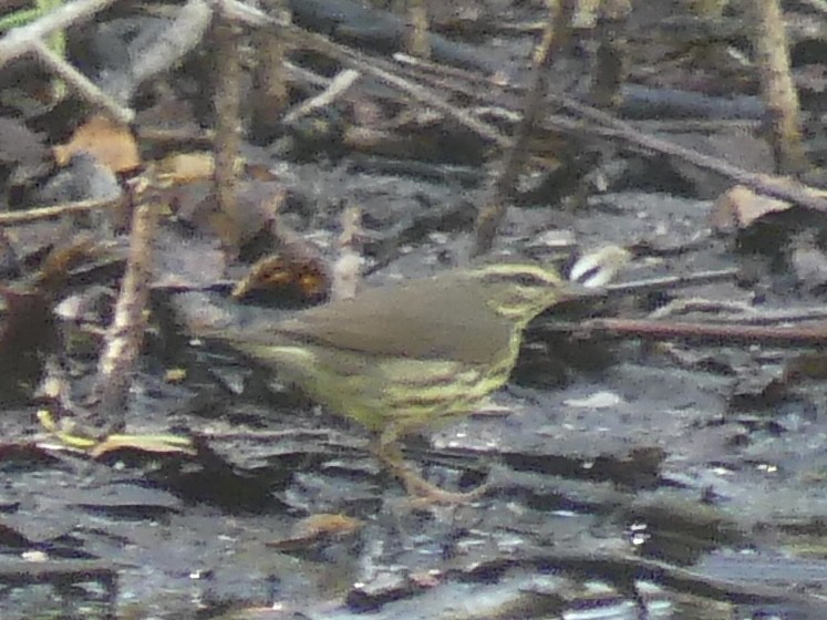 Northern Waterthrush - Thomas Ledford