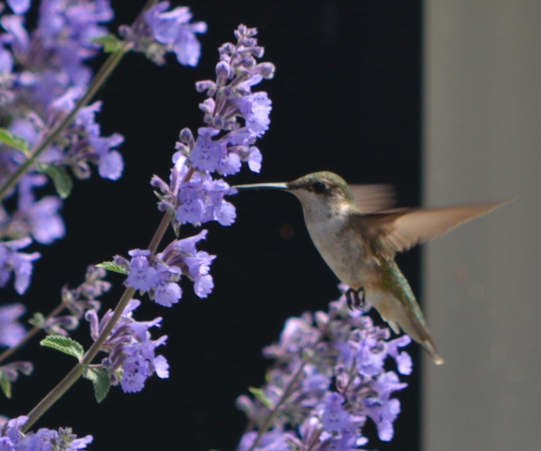 Ruby-throated Hummingbird - Paul Messing