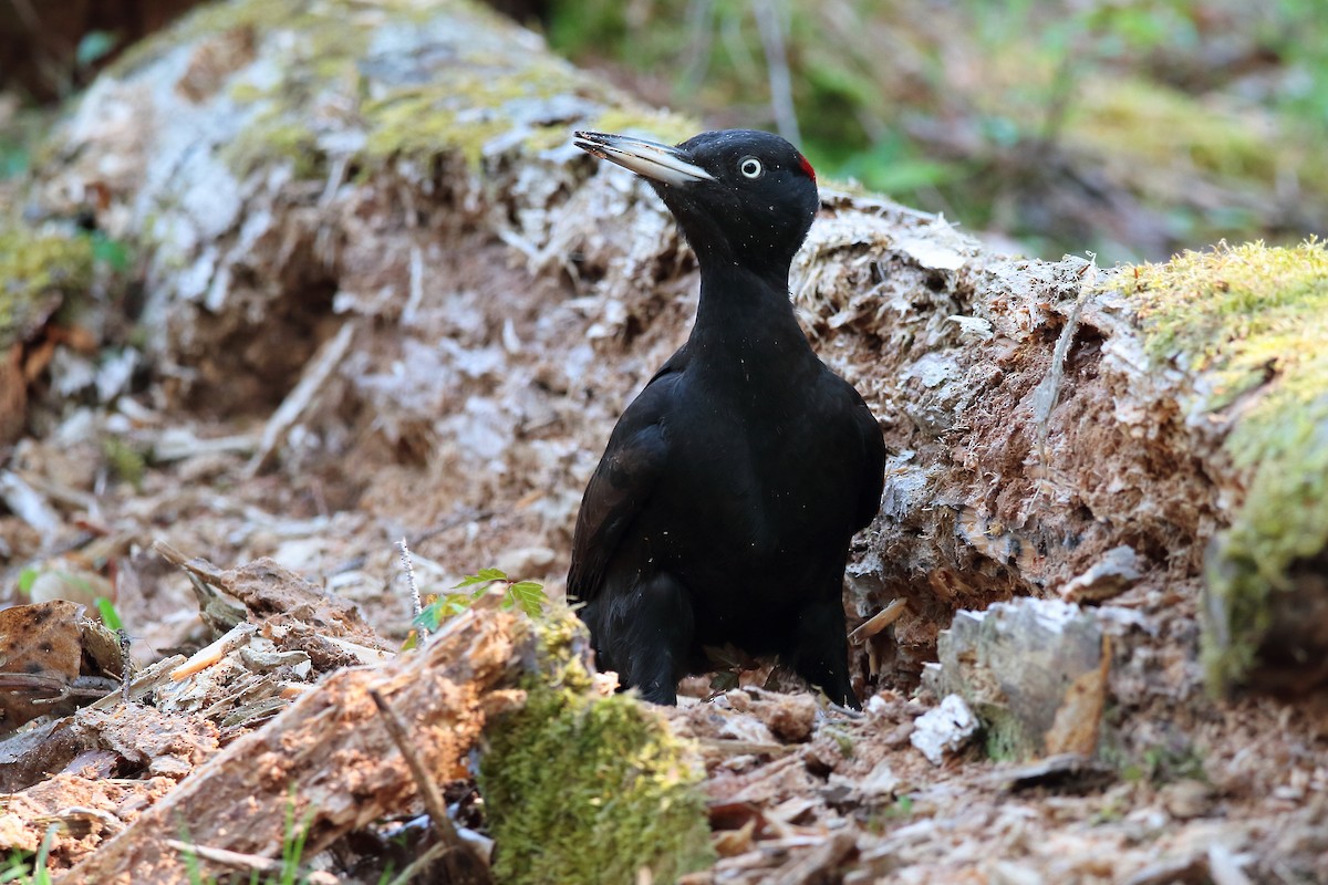 Black Woodpecker - kanta m