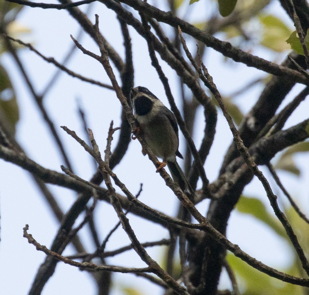 Black-throated Tit (Gray-crowned) - Lindy Fung