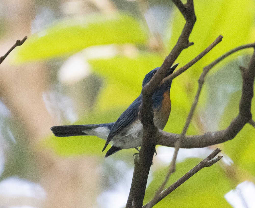 Hainan Blue Flycatcher - Lindy Fung