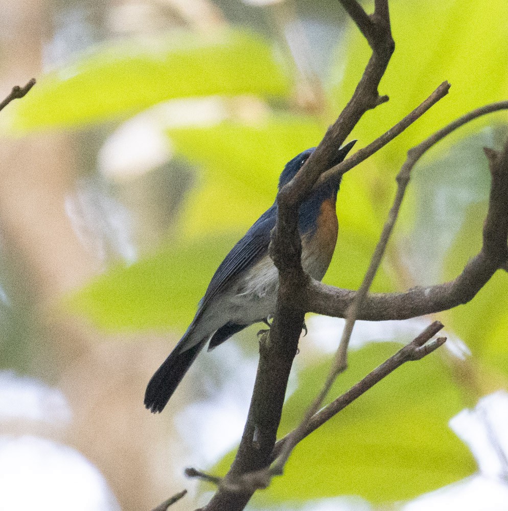 Hainan Blue Flycatcher - ML619360458