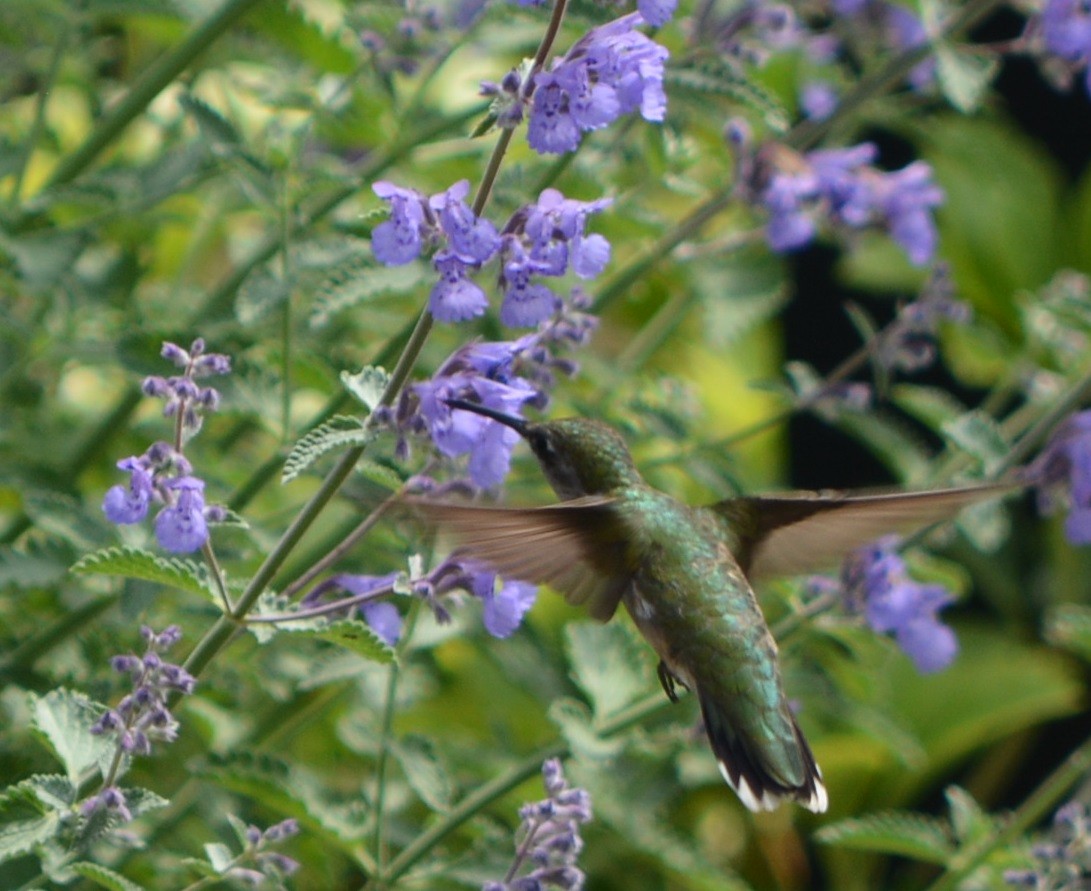 Ruby-throated Hummingbird - Paul Messing