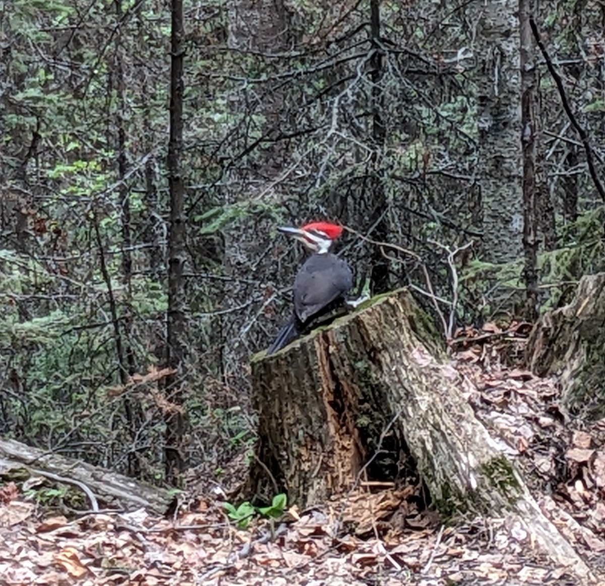 Pileated Woodpecker - kate eh
