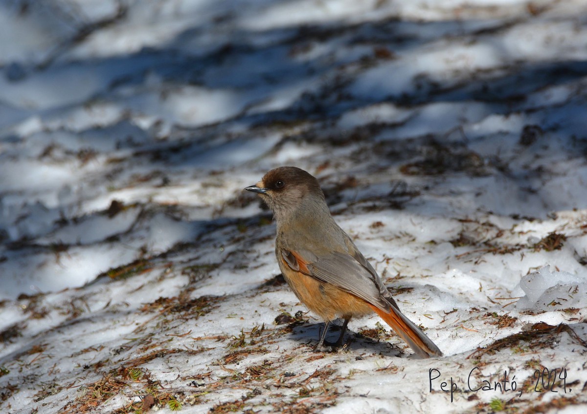 Siberian Jay - Pep Cantó