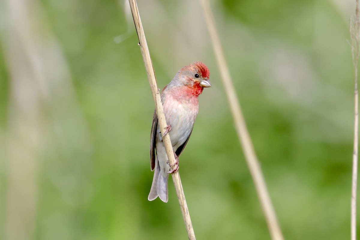 Common Rosefinch - Daniel Bocheński