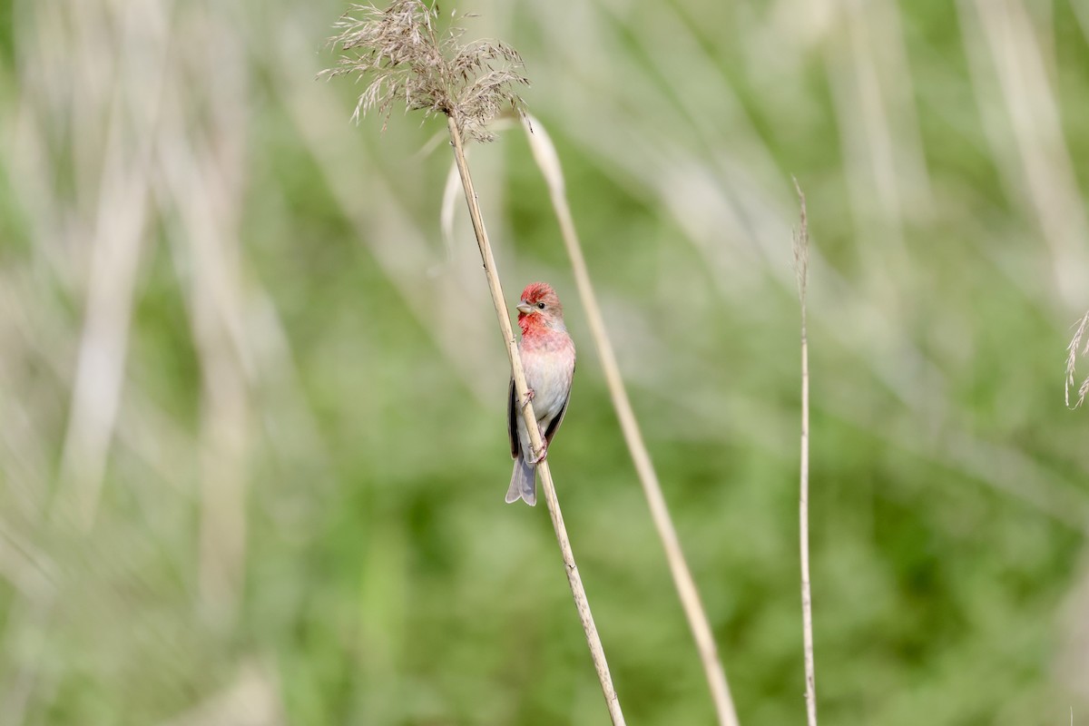 Common Rosefinch - Daniel Bocheński