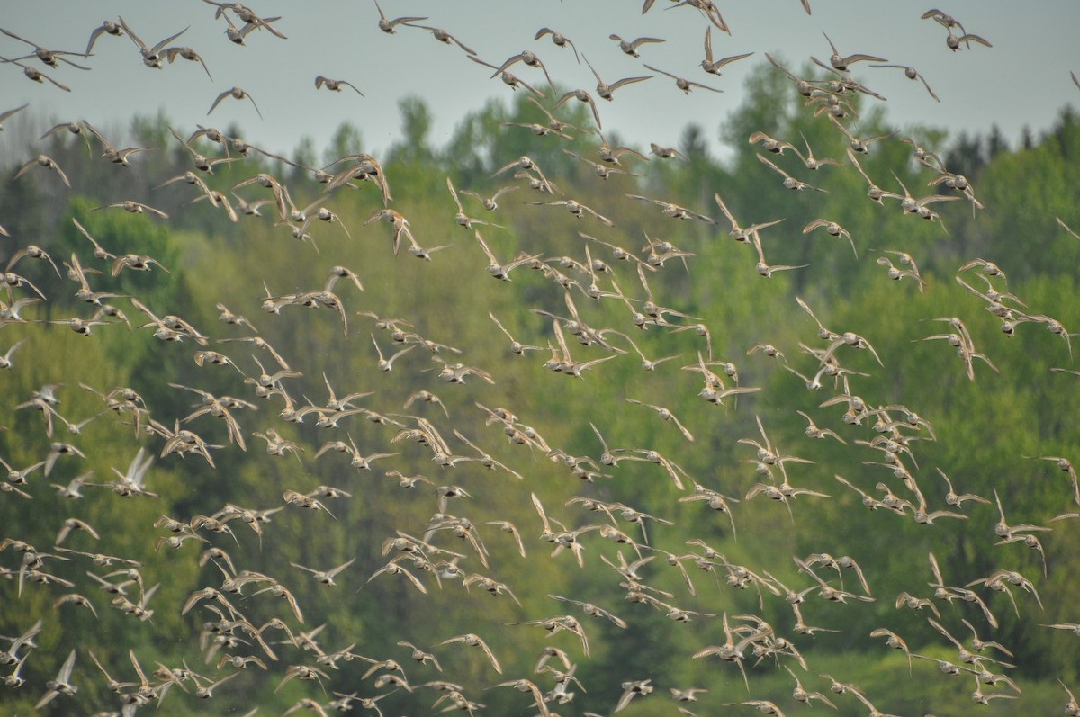 Dunlin - ML619360496