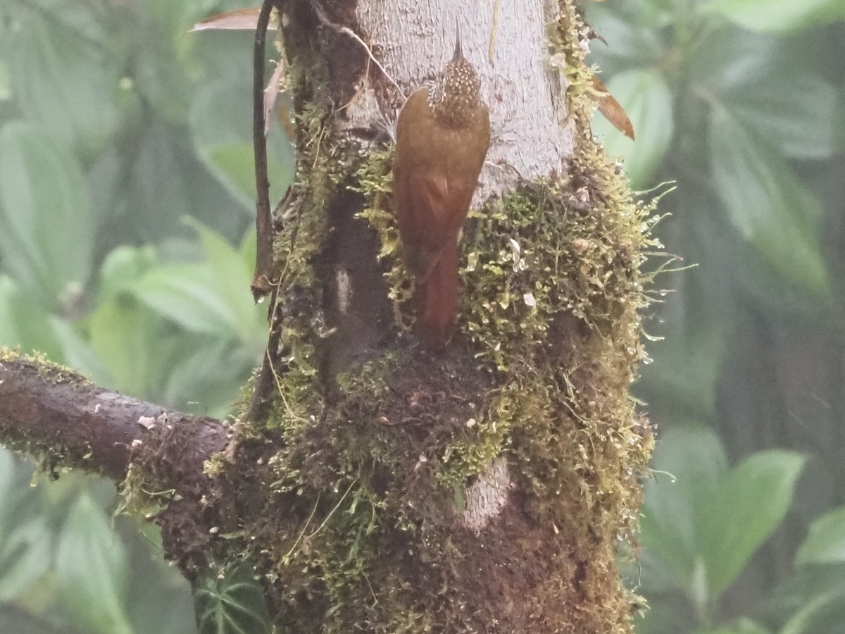 Montane Woodcreeper - Bob Maddox