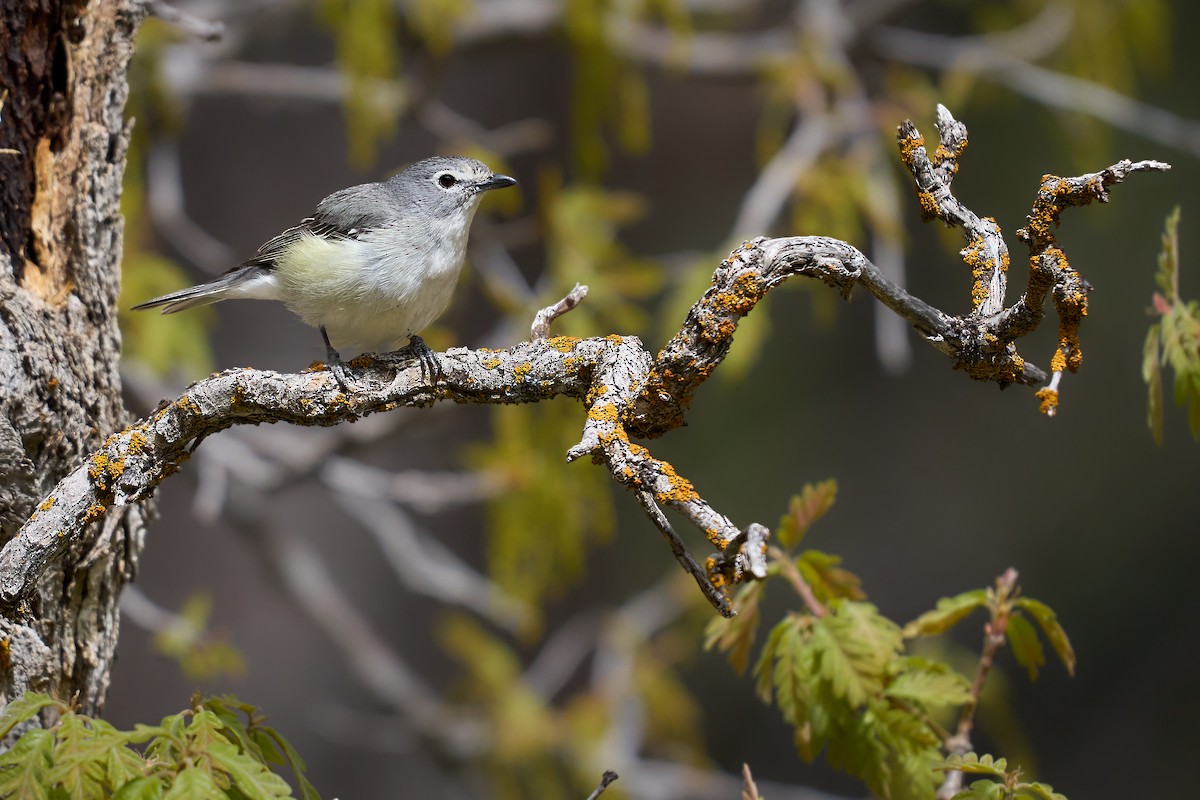 Cassin's Vireo - Julie Laity