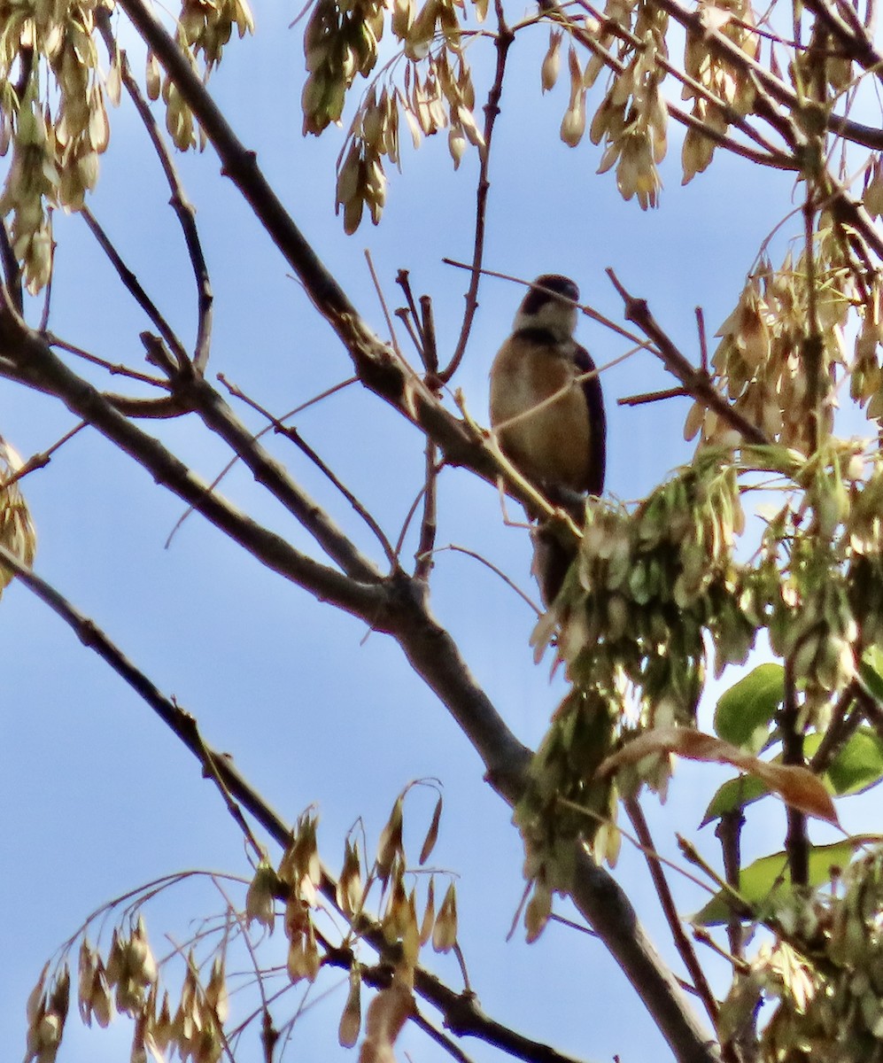 Cinnamon-rumped Seedeater - Roy Howard