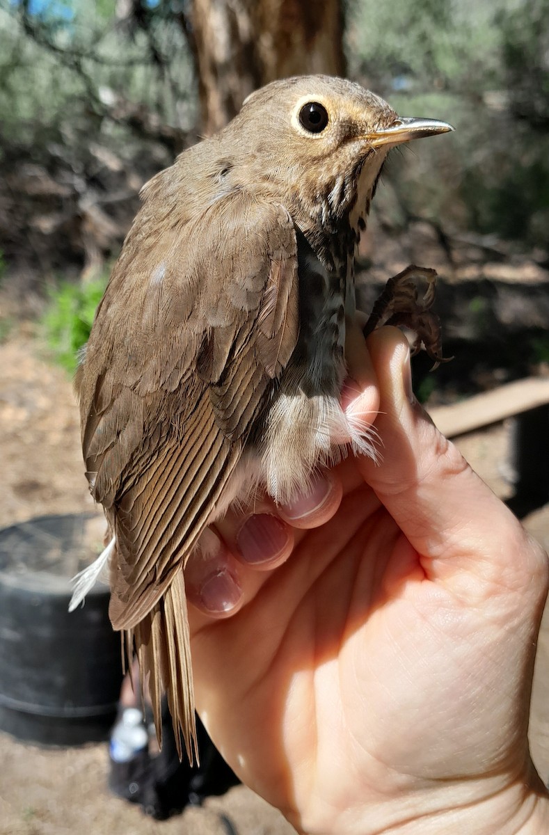 Swainson's Thrush - Kara L