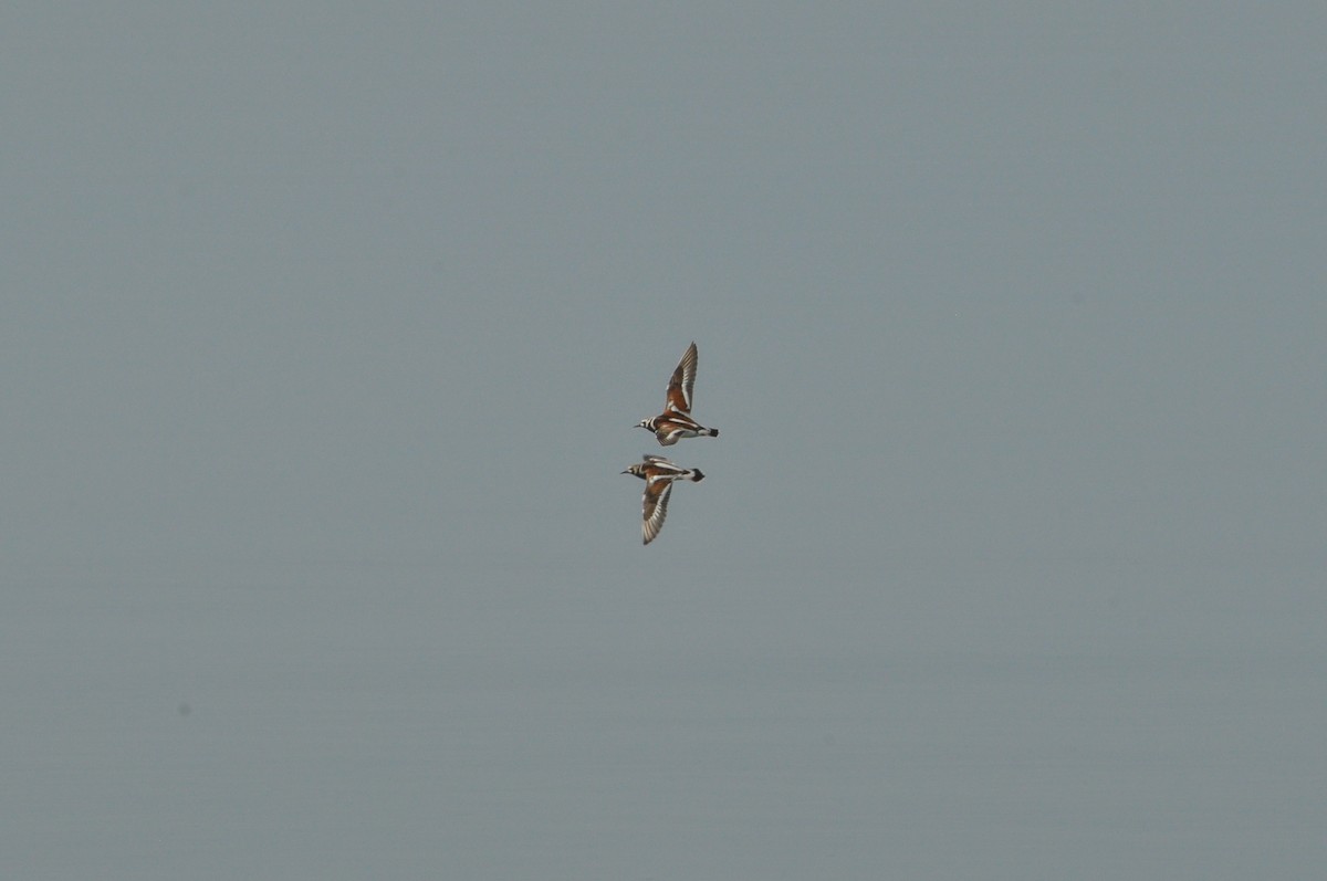 Ruddy Turnstone - ML619360519