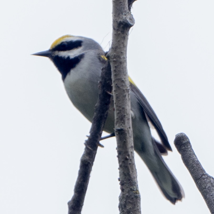 Golden-winged Warbler - Sam Zuckerman