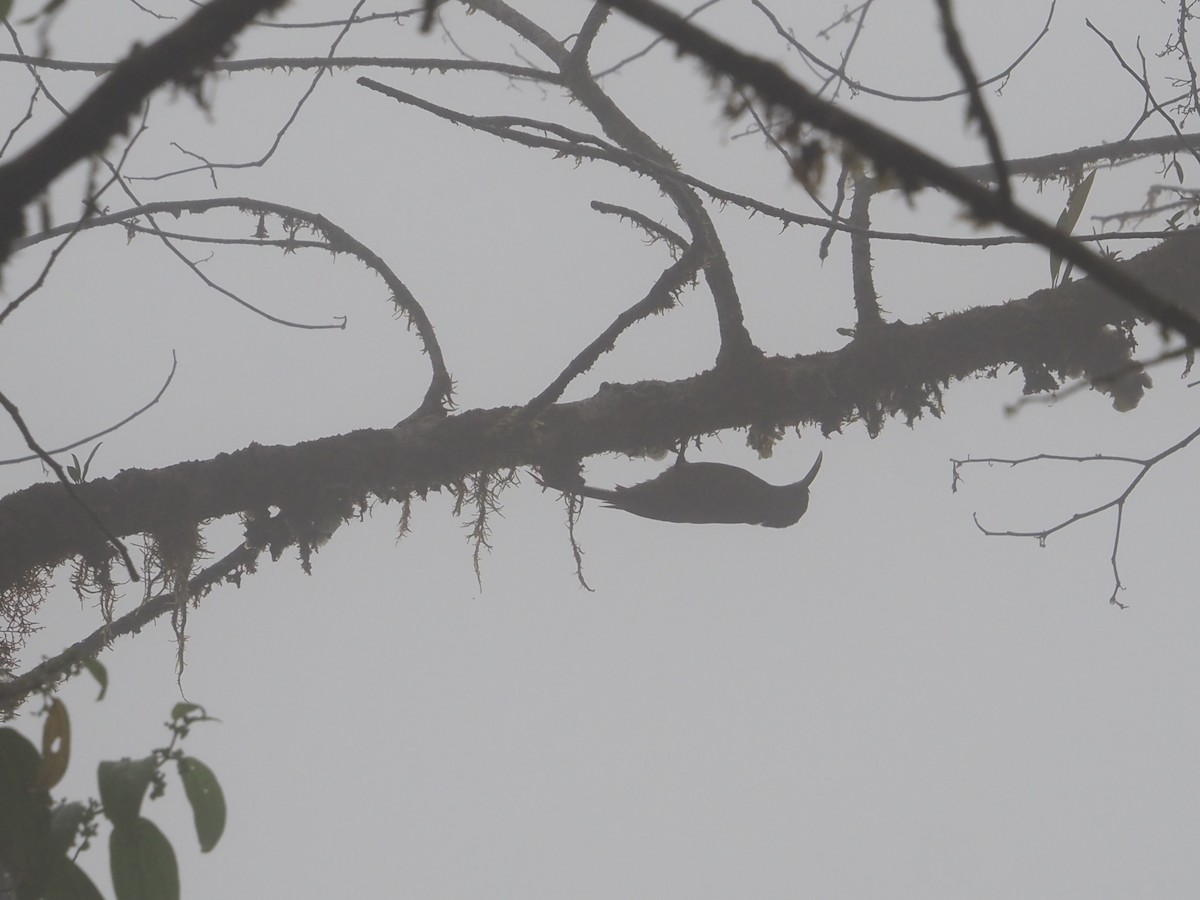 Montane Woodcreeper - Bob Maddox