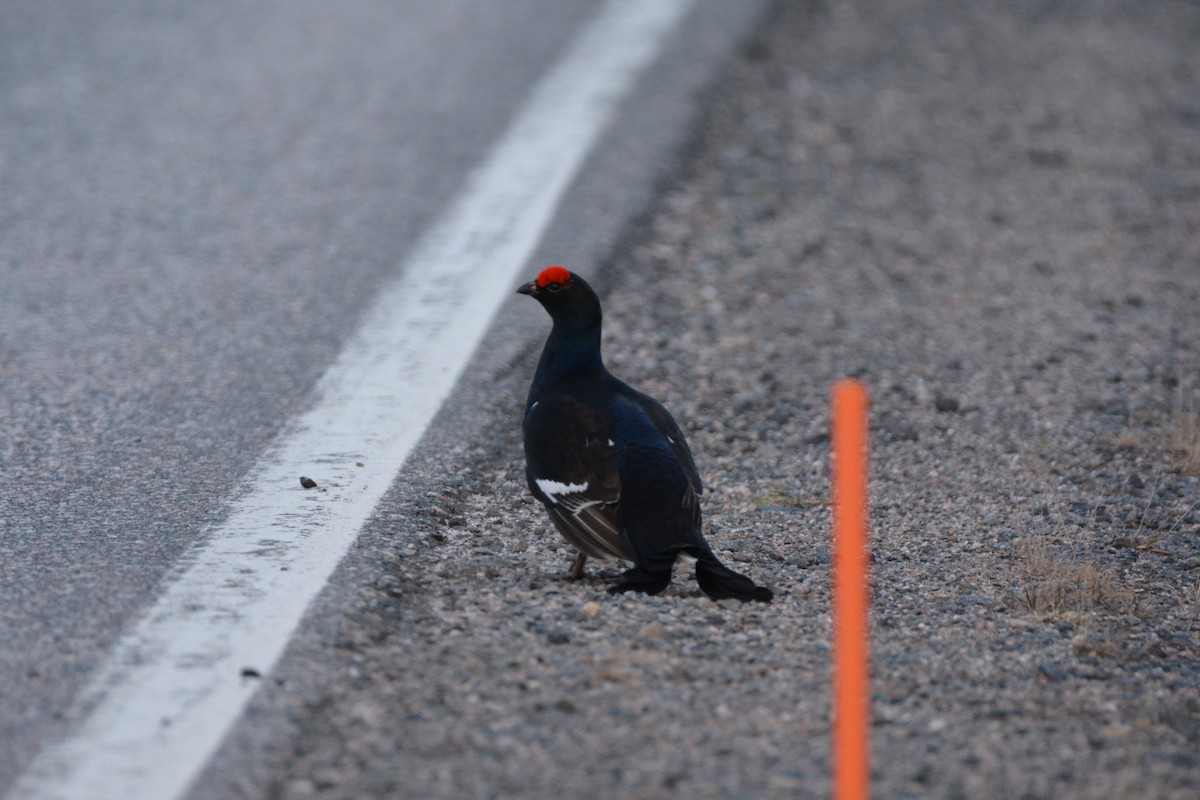 Black Grouse - Pep Cantó