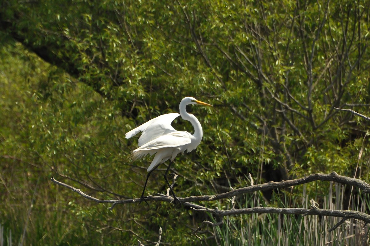 Great Egret - ML619360551