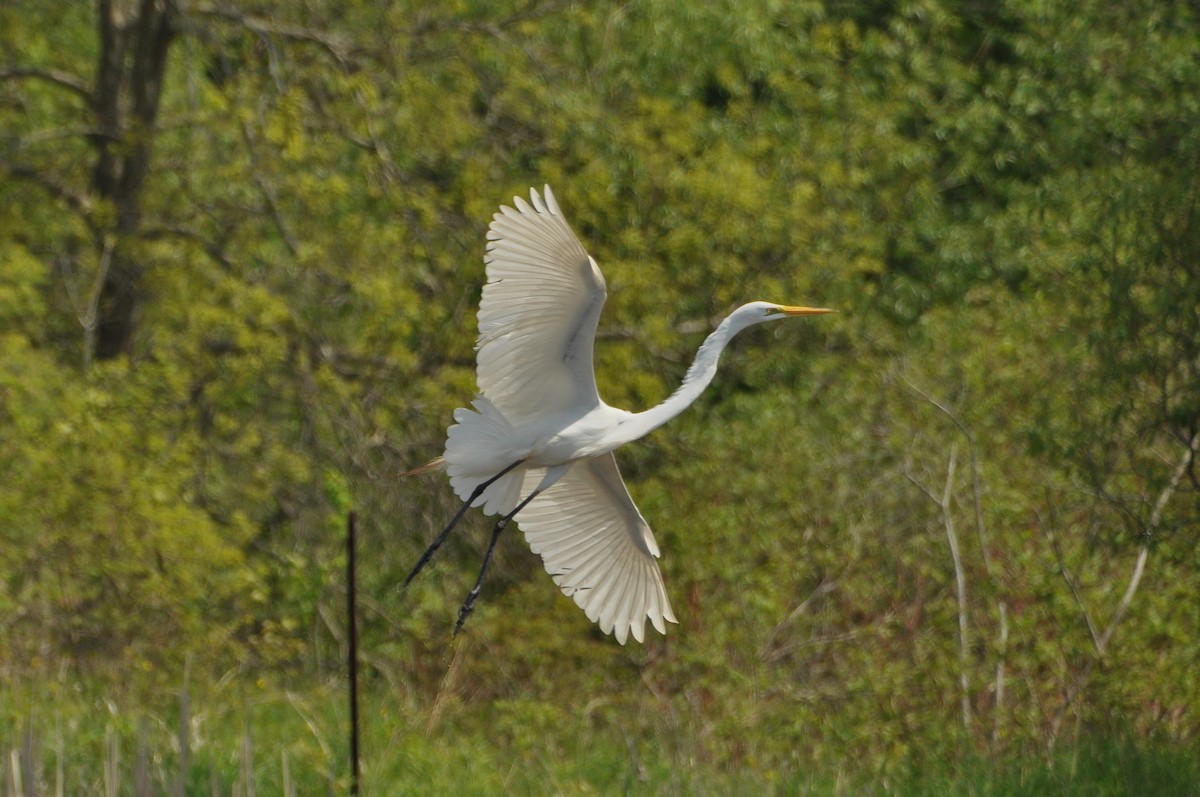 Great Egret - ML619360552