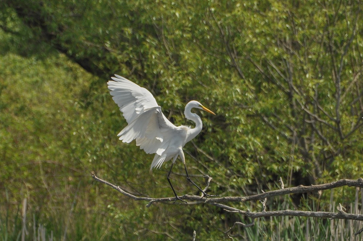 Great Egret - ML619360553