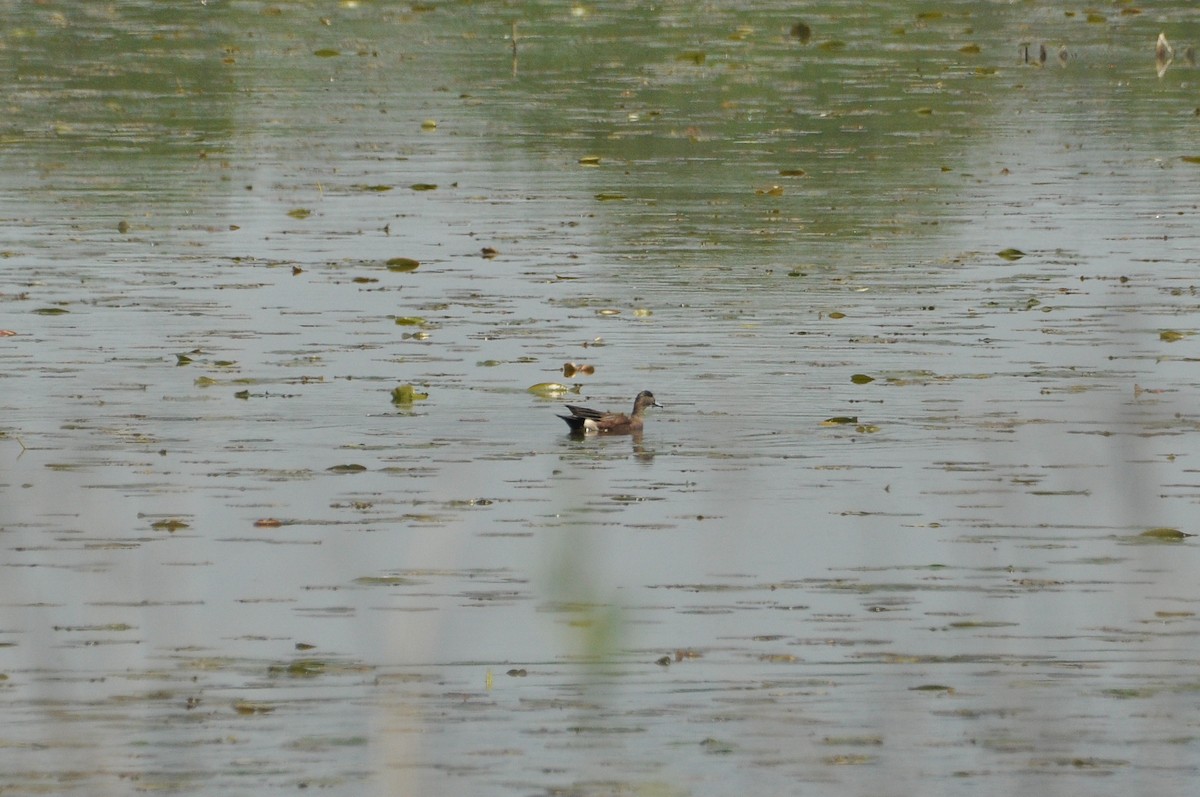 American Wigeon - ML619360559