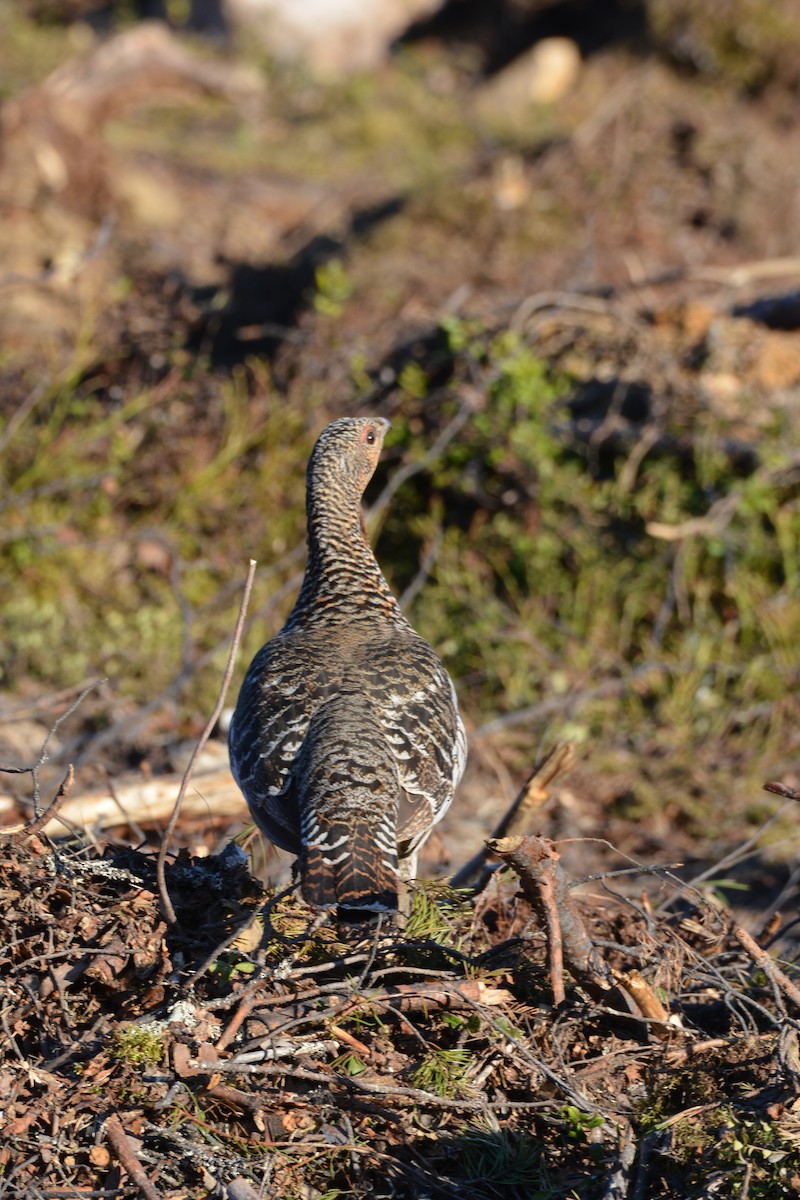 Western Capercaillie - Pep Cantó