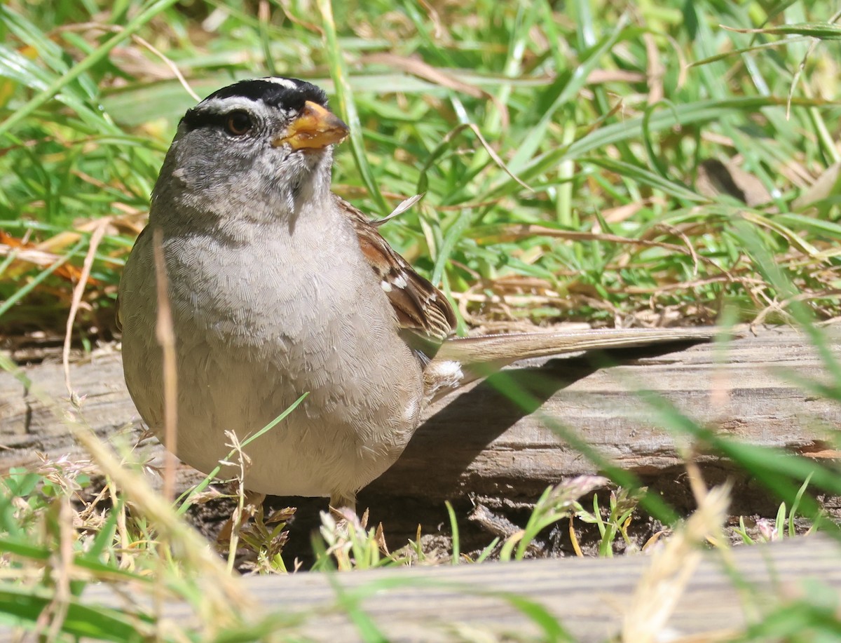 White-crowned Sparrow (pugetensis) - Jim Parker