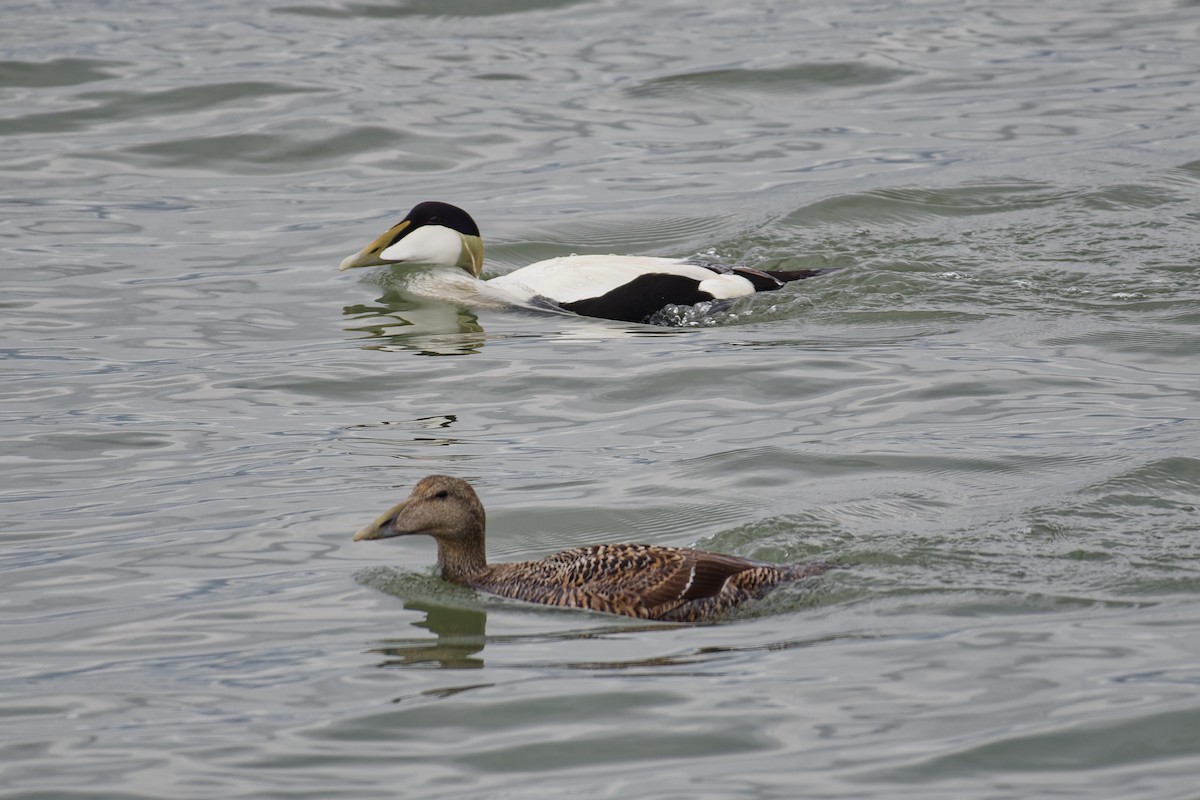 Common Eider - ML619360573