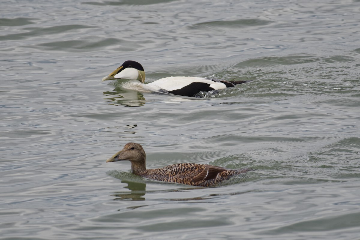 Common Eider - Oliver Hicklin