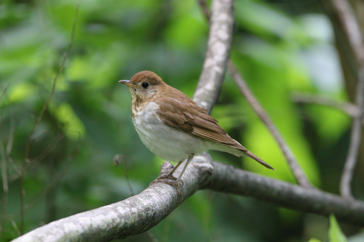 ビリーチャツグミ - ML619360586