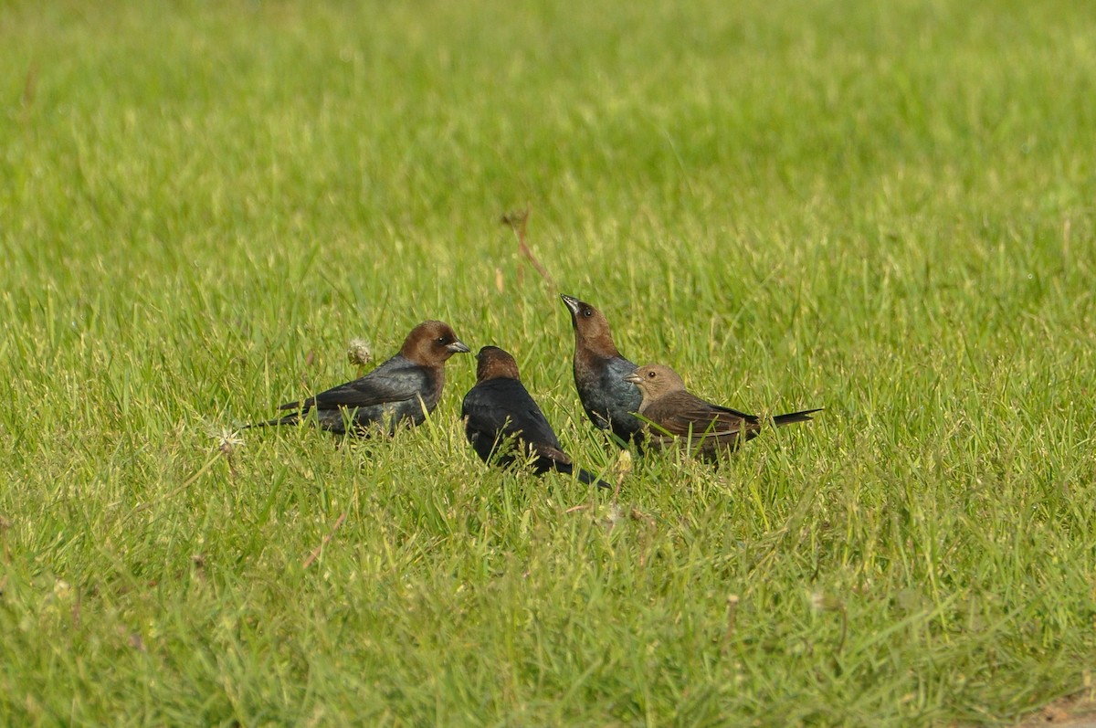 Brown-headed Cowbird - Sam Collins