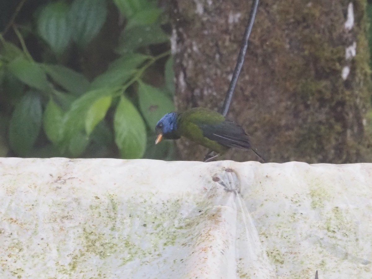 Moss-backed Tanager - Bob Maddox