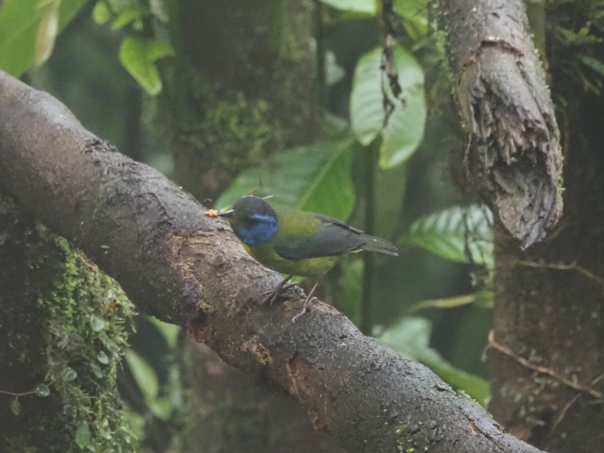 Moss-backed Tanager - Bob Maddox