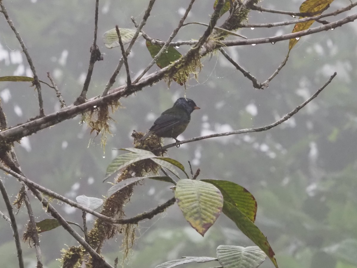 Moss-backed Tanager - Bob Maddox