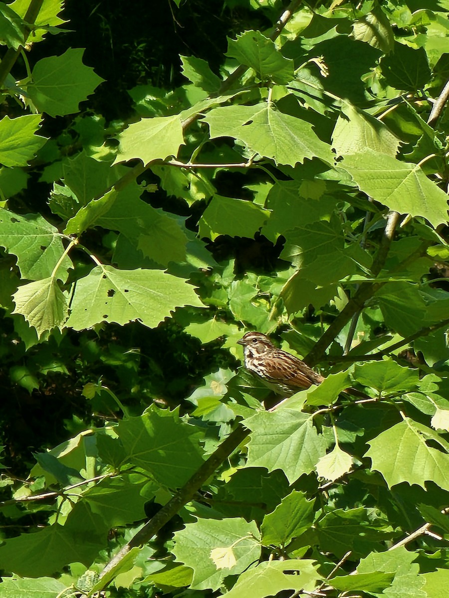 Field Sparrow - Nelle Howard