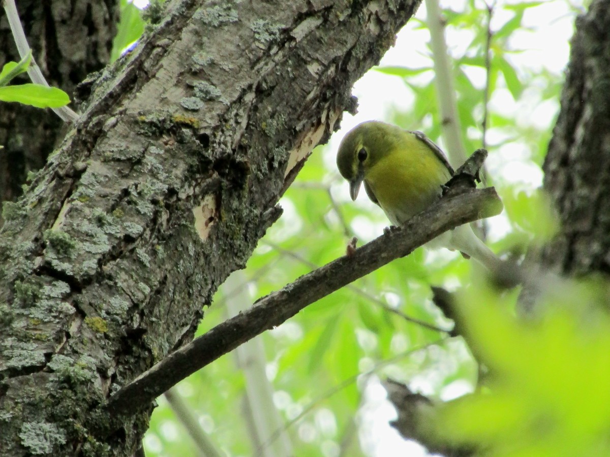 Yellow-throated Vireo - Adrienne Burn