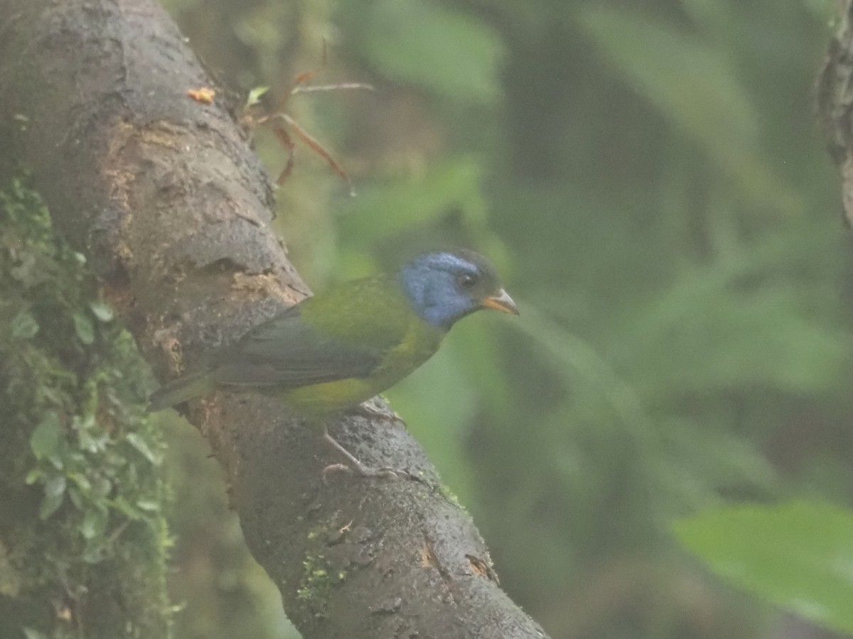 Moss-backed Tanager - Bob Maddox