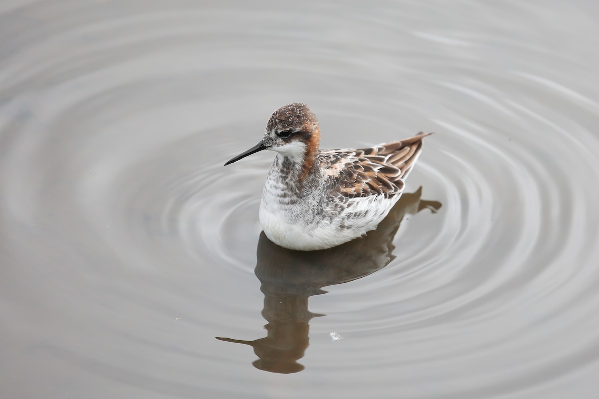 Red-necked Phalarope - Jeerapa Sookgaew