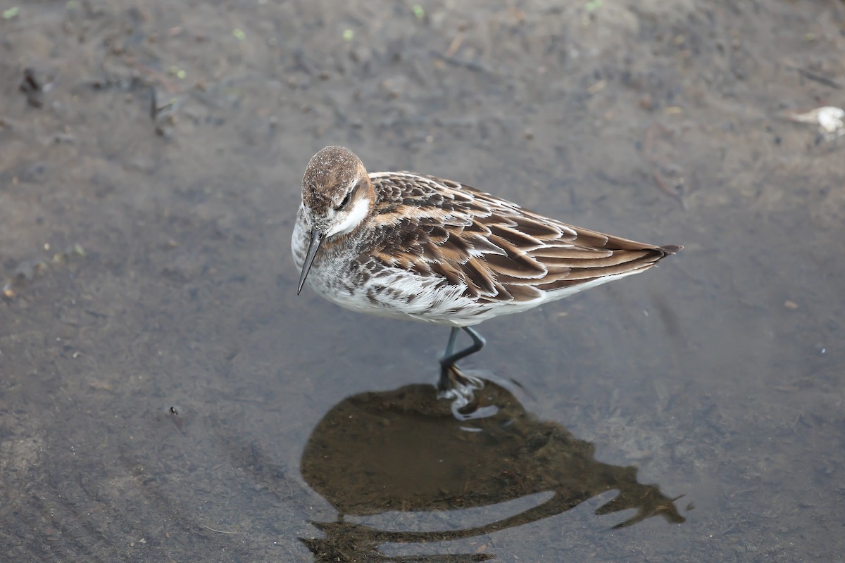 Red-necked Phalarope - Jeerapa Sookgaew