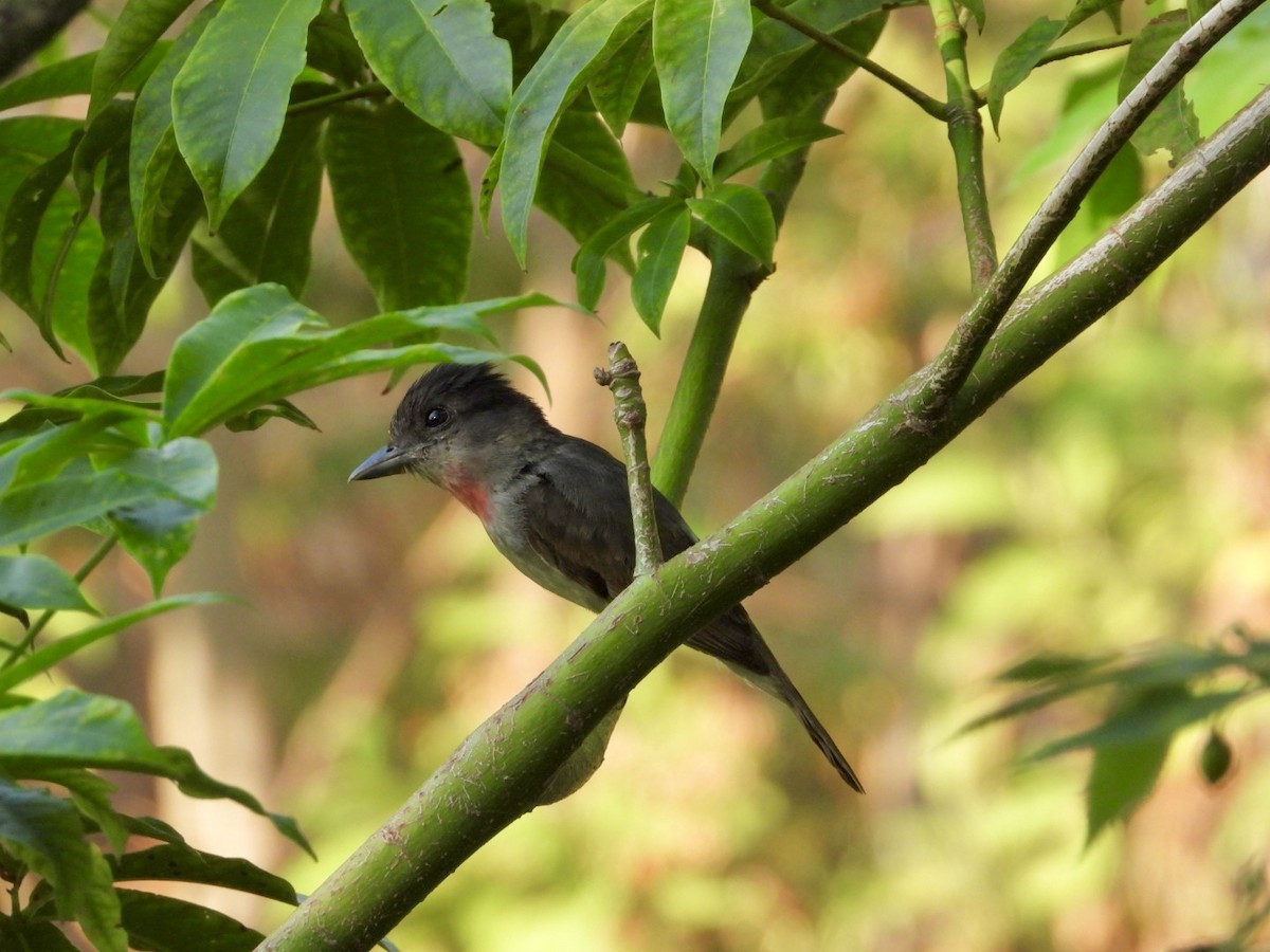 Rose-throated Becard - Jose Antonio R Pasos Perez